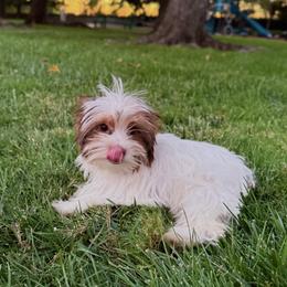 Mocha - Parti female Yorkshire Terrier puppy in Roseville, California from Blueberry Brook Yorkies