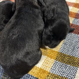 Toffee - Black female Miniature Schnauzer puppy in Springfield, Tennessee from My Lovable Schnauzers