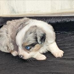 Risky - Blue merle male Miniature Australian Shepherd puppy in Lufkin, Texas from Texas Lil Cowdogs