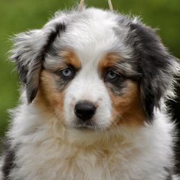 Australian Shepherd and Miniature American Shepherd Puppies from Bright Heart Aussies & Miniature American Shepherds