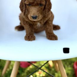 Banyan - Red  male Poodle puppy in Mount Vernon, Illinois from AMC Poodles