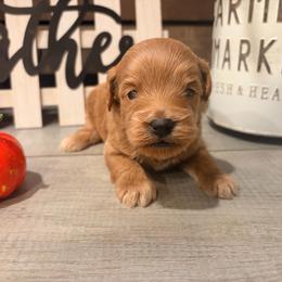 Clover red collar - Red  female Goldendoodle puppy in Atco, New Jersey from Flannery’s lucky puppies 🍀