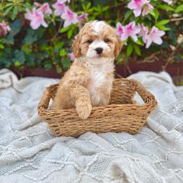Mr. Brown - Cream male Cavapoo puppy in Goldsboro, North Carolina from The Grantham House