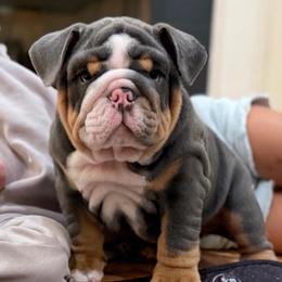 Bobby - Blue tri-color male Bulldog puppy in Hernando, Mississippi from Blues City Bulldogs