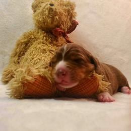 Hershey - Red tri-color male Australian Shepherd puppy in Maryland from Lake Shore Australian Shepherds