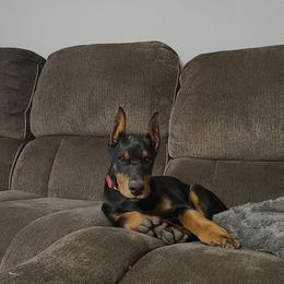 Doberman Pinscher Puppies from JM Dobermans