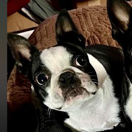 Izzy - Boston Terrier