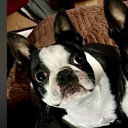 Izzy - Boston Terrier