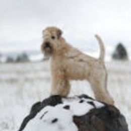 Soft Coated Wheaten Terriers from Burdigan Wheatens