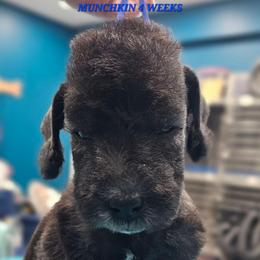 Munchkin - Blue male Bedlington Terrier puppy in Rincon, Georgia from Prismic Bedlington Terriers