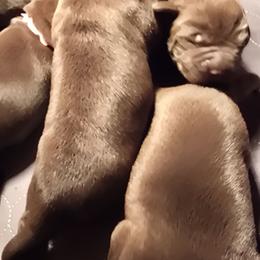 Dark Blue Girl - Chocolate female Labrador Retriever puppy in Sioux City, Iowa from Brown Dog Acres