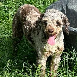 Lexi - Cockapoo