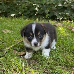 Ivan - Black and tan male Pembroke Welsh Corgi puppy in Hope, Arkansas from Foxy Knoll Farm