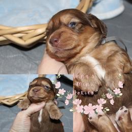 Sparkle (black collar) - Red female Dachshund puppy in Pope, Mississippi from Anna’s Mini Doxies