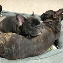 French Bulldog Puppies from Luna and London’s Puppies
