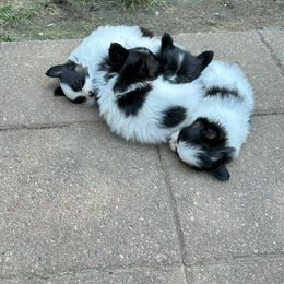 Papillon Puppies from Sapphire Papillons