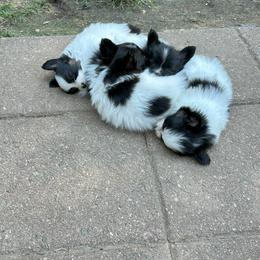Papillon Puppies from Sapphire Papillons