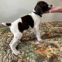 German Shorthaired Pointer Puppies from Jessica Johnson