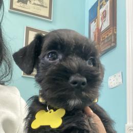 Abby - Black and silver female Miniature Schnauzer puppy in Lehigh Acres, Florida from Regency Schnauzer
