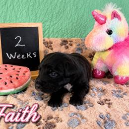Faith - Black female Sheepadoodle puppy in Glen Rose, Texas from Clevenger’s Sheepadoodle Fur Baby Farm