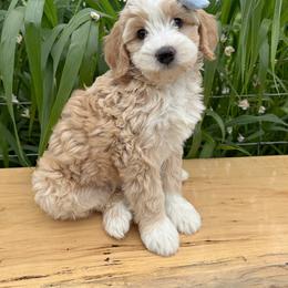 Australian Labradoodle, Double Doodle, and Goldendoodle Puppies from Blessed Day Doodles