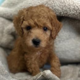 Pooh Bear - Red male Cavapoo puppy in Liberty Hill, Texas from Cuddlebug Cavapoos of Austin