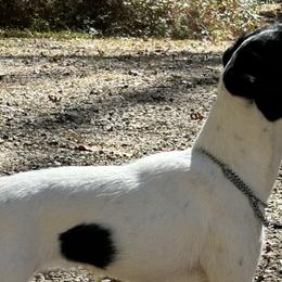 Bella - Jack Russell Terrier