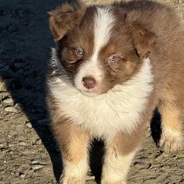 Sweetie - Red tri-color female Australian Shepherd puppy in Otis, Oregon from Heritage Hill Aussies