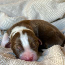 Torch - Red tri-color male Australian Shepherd puppy in Liberty Hill, Texas from Emerald Isle Australian Shepherds
