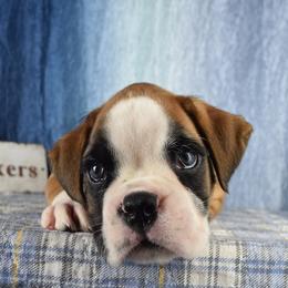 Boy 2 - male Boxer puppy in Clinton, Iowa from Cadogans Boxers