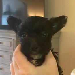 Dachshund, Mal-Shi, and Morkie Puppies from Woodpecker Ridge Pups