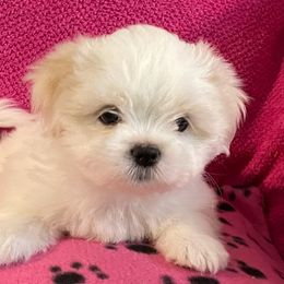 Shih Tzus from Evelyn's Shih Tzus