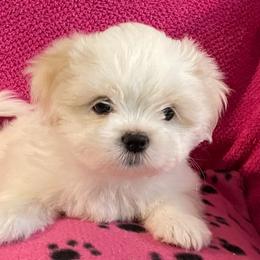 Shih Tzus from Evelyn's Shih Tzus