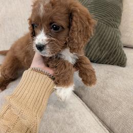 Maple - Red female Cavapoo puppy in Sisters, Oregon from Saunders Hideaway Homestead