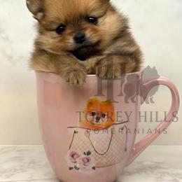 Andrea or Andy - Red sable female Pomeranian puppy in Redlands, California from Torrey Hills Poms