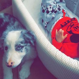 Border Collie Puppies from Cascade Sun Kennels