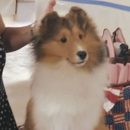 Journey - Shetland Sheepdog