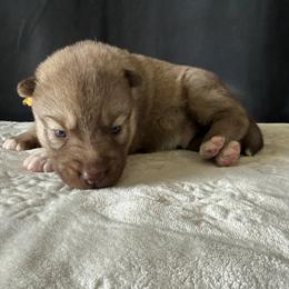 Shadow (nickname) - Red and white male Siberian Husky puppy in Fairborn, Ohio from Haven of Free Spirits