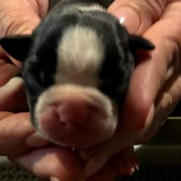 Puppy 4 - Black and white female Boston Terrier puppy in Covington, Georgia from Tuxedo Bostons of Atlanta