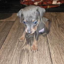 SBLM2 4-26 Light Blue Collar - Blue and tan male Miniature Pinscher puppy in Middle Point, Ohio from Knisely's Min Pins-AKC