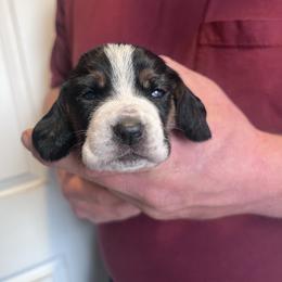 Girl 2 - Black brown and white female Basset Hound puppy in Noblesville, Indiana from Russell Bassets