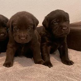 Girl 1 - Chocolate Labrador Retriever puppy in Hutto, Texas from Texas Bluebonnet Labs