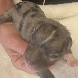Vinnie - Blue merle male Miniature Australian Shepherd puppy in Godley, Texas from Nana and Paws Aussies