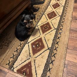 Jenny - Blue and gold female Yorkshire Terrier puppy in Dawsonville, Georgia from Lynn’s Precious Pups