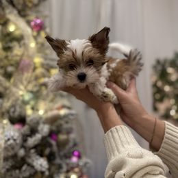 Dewey - Parti male Yorkshire Terrier puppy in Elk Ridge, Utah from Janita's Yorkshire Terriers