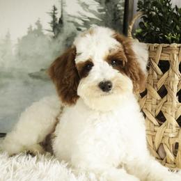 Rozz - Parti male Poodle puppy in Etna Green, Indiana from Perfect Match Poodles