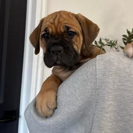 Ripley (Ginger) - Red female Cane Corso puppy in Utah from 3Lake Kennelz