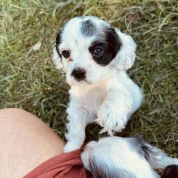 Girl 1 - Pink - Black and white female Cocker Spaniel puppy in Ellenboro, North Carolina from Chantels Spaniels