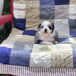 Trixie - Blue merle female Miniature Australian Shepherd puppy in Gainesboro, Tennessee from Family Tradition