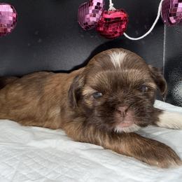 Boy 1 - Chocolate and tan male Shih Tzu puppy in Albany, New York from Precious Peekapoo’s and Luxurious Shih Tzu’s